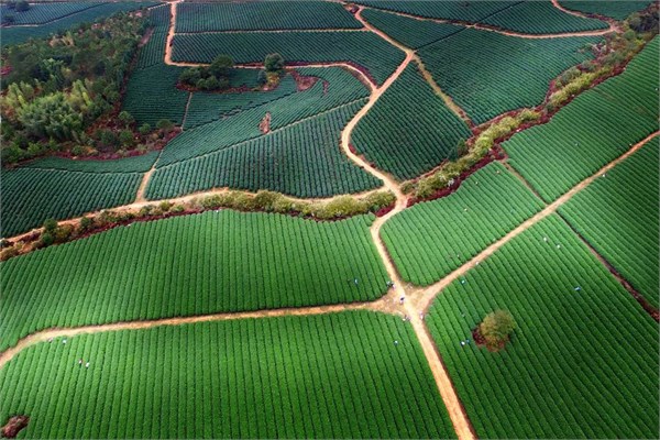 一片茶叶连两岸 茶旅融合促振兴