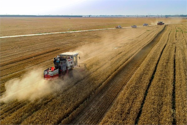 我国粮食安全:高位增产下的结构性优化之路