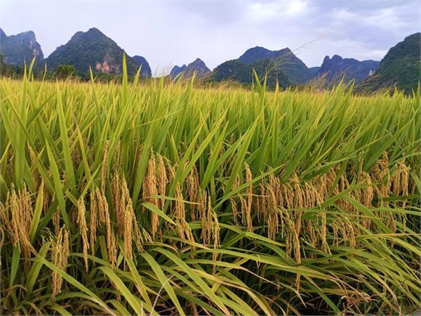 我国粮食安全:高位增产下的结构性优化之路