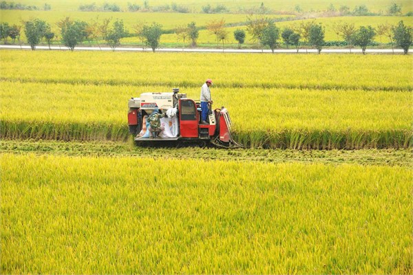 我国粮食安全:高位增产下的结构性优化之路