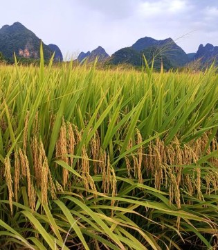 粮食安全,粮食产量,粮食生产