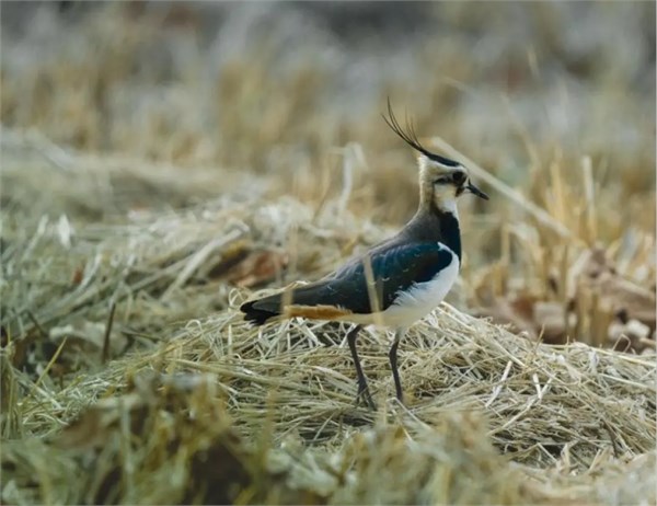 全畫幅相機新品表現(xiàn)穩(wěn)健，索尼 Alpha 7 V 上市首季數(shù)據(jù)亮眼