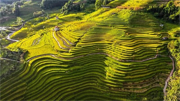 红河州的春日限定美景，正进入最后的倒计时，一旦错过，便要再等一载春秋。