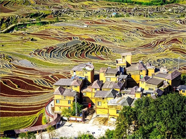 红河州的春日限定美景，正进入最后的倒计时，一旦错过，便要再等一载春秋。