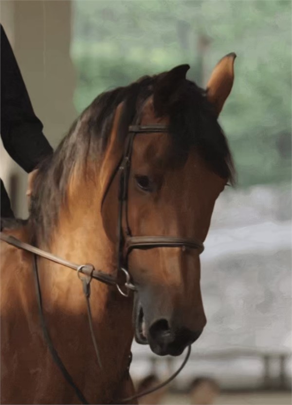 卡蔓CARMEN 2026秋冬「聘怀归序」时装秀